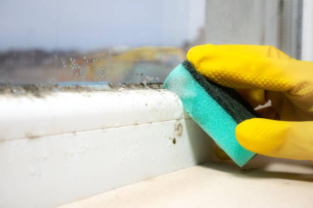 Best Commercial Mold Remediation in Stokesdale, NC